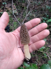 Morchella norvegiensis
