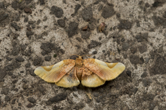 Pyrinioides sinuosus