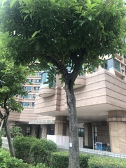 Megapodius laperouse