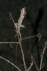 Lophognathus gilberti