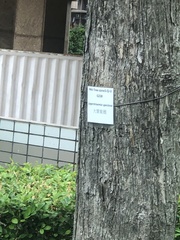 Megapodius laperouse