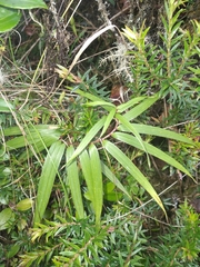 Bomarea formosissima