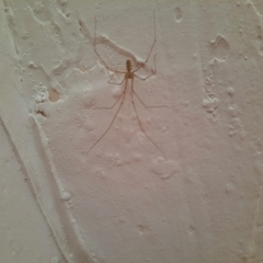 Pholcus phalangioides