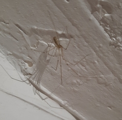 Pholcus phalangioides