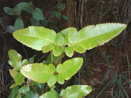 Weinmannia lyrata (Weinmannia lyrata)