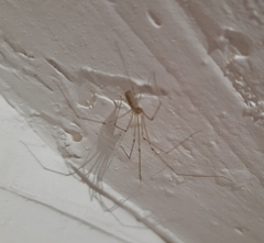 Pholcus phalangioides