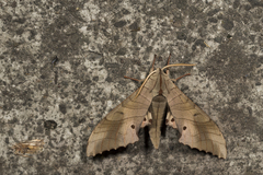 Marumba sperchius sperchius