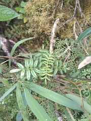 Valeriana jasminoides