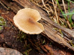 Entoloma chrysopus