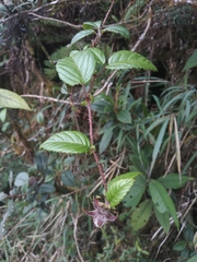 Rubus conchyliatus
