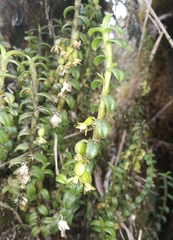 Fernandezia crystallina