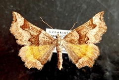 Artemidora maracandaria