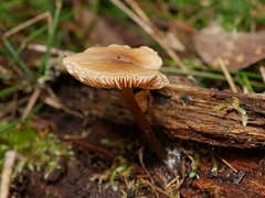 Entoloma chrysopus
