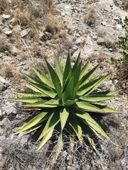 Agave gentryi