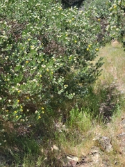 Genista linifolia