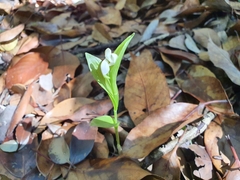 Cephalanthera erecta