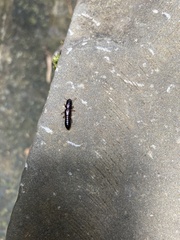 Osoriinae