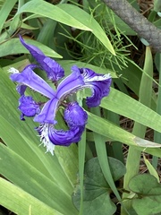 Iris tectorum