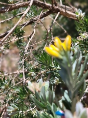 Genista linifolia