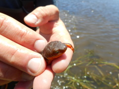 Taricha granulosa