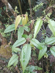 Rubus megalococcus