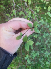 Olearia fragrantissima