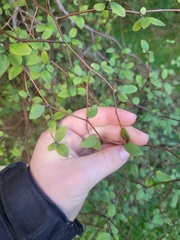 Olearia fragrantissima
