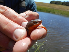 Taricha granulosa