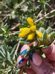 Genista linifolia