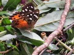 Paralethe dendrophilus