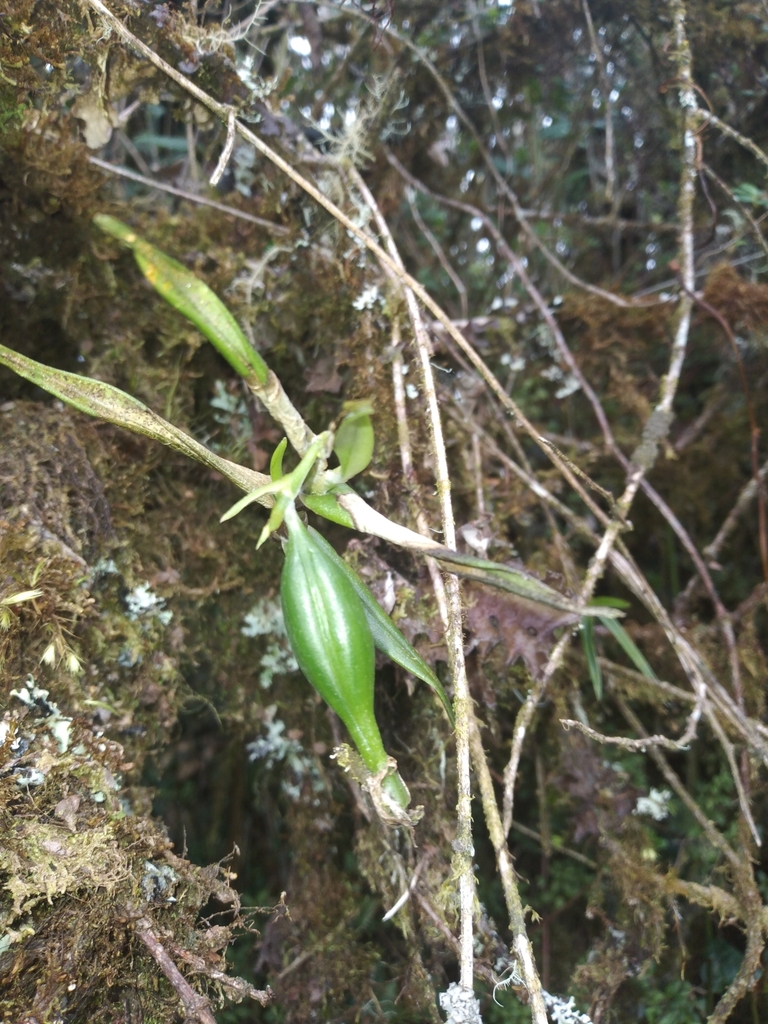 Epidendrum chaparense Dodson & R.Vásquez