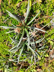 Celmisia major brevis