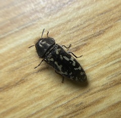 Acmaeodera connexa