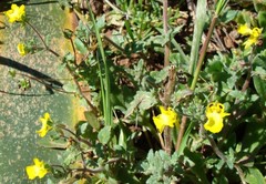 Hemimeris centrodes