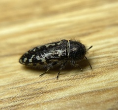 Acmaeodera connexa