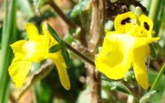 Hemimeris centrodes