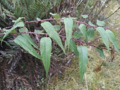 Siphocampylus andinus