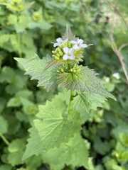 Alliaria petiolata