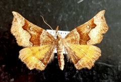 Artemidora maracandaria