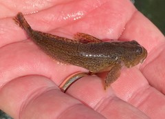 Cottus carolinae