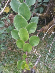 Pentacalia epiphytica