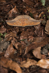 Antheraea formosana