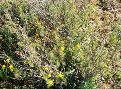 Euryops virgatus