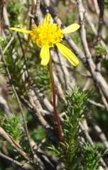 Euryops virgatus