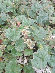 Alchemilla pectinata