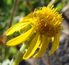 Senecio erosus