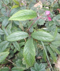 Rubus weberbaueri