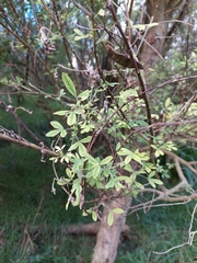 Chamaecytisus prolifer