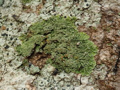 Pannaria pulverulacea