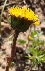 Chrysocoma hantamensis